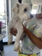 Hondje, Dieren en Toebehoren, Honden | Chihuahua's en Gezelschapshonden, Maltezer, Particulier, Rabiës (hondsdolheid), 1 tot 2 jaar