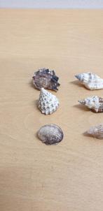 schelpenset 10 stuks, Huis en Inrichting, Woonaccessoires | Overige, Ophalen of Verzenden, 'T Olde Gre-j, Info@toldegrej.nl, Endepoelstraat 20f Didam