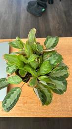 Marantha lemon lime met trips, Huis en Inrichting, Kamerplanten, Ophalen, Halfschaduw, Minder dan 100 cm