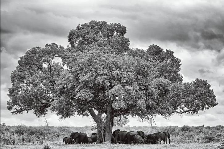 Glaschilderij 120x80 - Zwart Wit - Onder de Boom - Nieuw, Huis en Inrichting, Woonaccessoires | Wanddecoraties, Nieuw, Ophalen