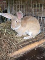 Duitse Reus Ram, Mannelijk, Groot, 0 tot 2 jaar