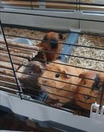 Cavia oppas vakantie opvang oppassen huisdieren hamster, Overige vormen