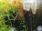 Gratis platy (man), Dieren en Toebehoren, Vissen | Aquariumvissen, Vis, Zoetwatervis, Schoolvis
