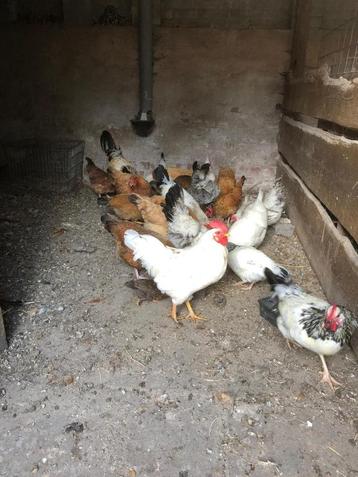 Mooie grote hanen en hennen te koop voor weinig beschikbaar voor biedingen