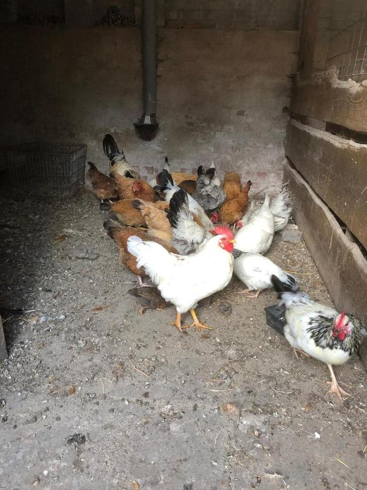 Mooie grote hanen en hennen te koop voor weinig, Dieren en Toebehoren, Pluimvee, Kip, Meerdere dieren