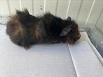 Jonge Cavia, Dieren en Toebehoren, Mannelijk, Cavia, Na 1 juli 2024