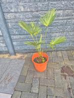 Palm: Trachycarpus wagnerianus, Ophalen of Verzenden
