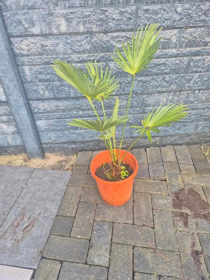 Palm: Trachycarpus wagnerianus, Tuin en Terras, Planten | Tuinplanten, Ophalen of Verzenden