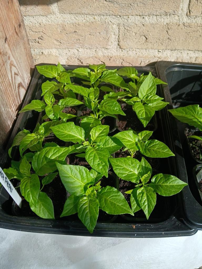 Hete peper (Madame Jeanette), Tuin en Terras, Planten | Tuinplanten, Ophalen, Eenjarig, Groenteplanten, Volle zon