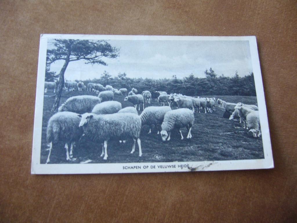 VELUWE   =  SCHAPEN OP DE VELUWSE HEIDE, Ophalen of Verzenden, 1940 tot 1960, Gelopen, Gelderland