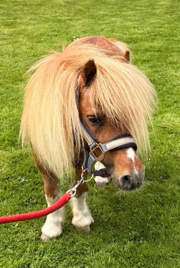 Lief shetlander hengstje te koop, Dieren en Toebehoren, Hengst