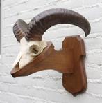 Schedel MOEFLON RAM op solide dubbel houten schild (ref. B)