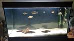 Aqualantis 200l aquarium compleet. ( 100cm), Ophalen, Zo goed als nieuw, Gevuld zoetwateraquarium