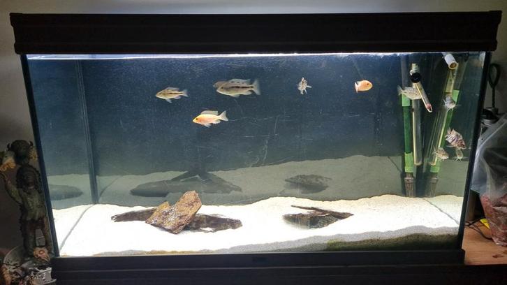 Aqualantis 200l aquarium compleet. ( 100cm), Dieren en Toebehoren, Vissen | Aquaria en Toebehoren, Zo goed als nieuw, Gevuld zoetwateraquarium