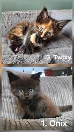 ***100% maine coon kittens / black torti / solid black***, Meerdere dieren, Gechipt, 0 tot 2 jaar