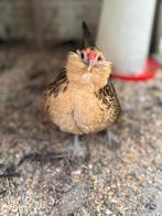 4 Antwerpse Baardman Kriel Kippen  (ongv. 4 jaar oud), Dieren en Toebehoren, Vrouwelijk, Kip