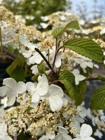 STRUIK Viburnum plicatum 'St Keverne' Japanse sneeuwbal, Tuin en Terras, Planten | Tuinplanten, Vaste plant, Overige soorten, Halfschaduw