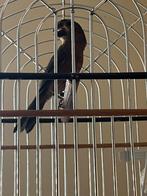 Twatwa 2025, Ophalen of Verzenden, Nieuw, Overige materialen, Overige typen