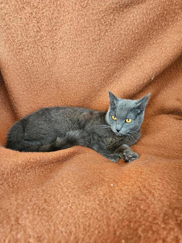 Mooie blauwe rus, 11 maandjes, Dieren en Toebehoren, Katten en Kittens | Overige Katten, Kortharig, Poes, 0 tot 2 jaar