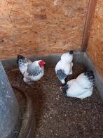 broedeieren, Dieren en Toebehoren, Pluimvee, Geslacht onbekend, Kip