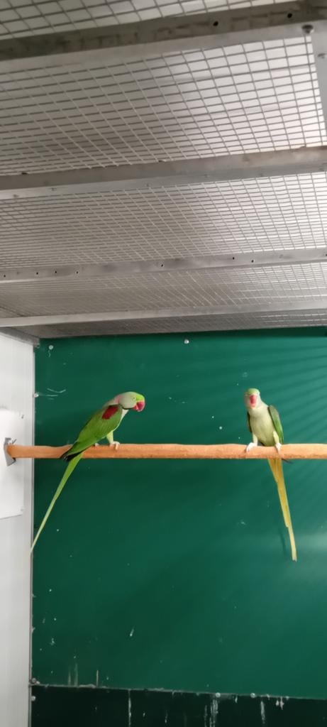 Alexander parkiet, Meerdere dieren, Parkiet, Geringd