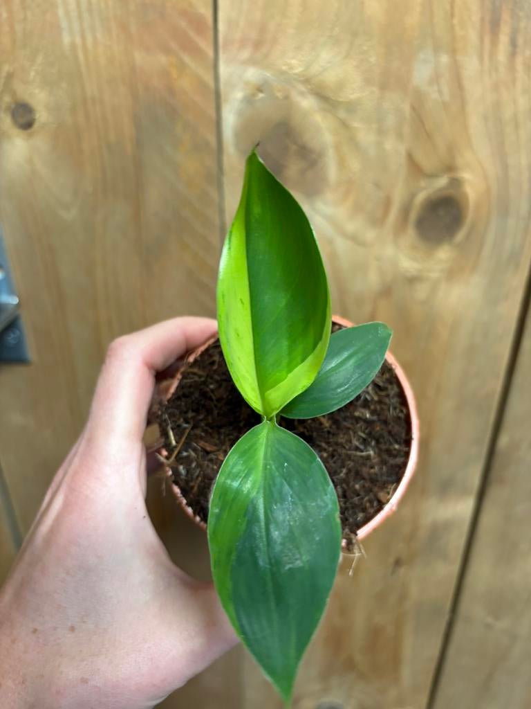 Musa basjoo variegata plant aurea yellow lemon mint, Ophalen of Verzenden, Halfschaduw, Minder dan 100 cm