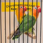 Koppel agapornis fischeri, Meerdere dieren, Dwergpapegaai of Agapornis