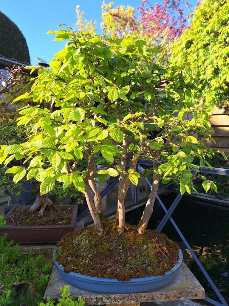 Bonnsa beukenbos, Tuin en Terras, Planten | Bomen, Bloeit niet, Overige soorten, Minder dan 100 cm, Ophalen