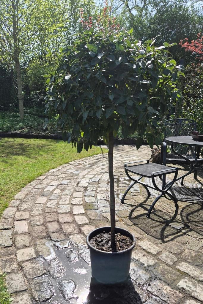 Viburnum tinus ( Gelderse roos )  bolvorm op stam, Tuin en Terras, Ophalen, Lente, Halfschaduw