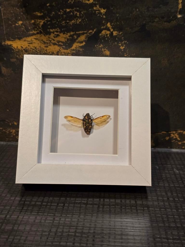 Fotolijst met kever 3D, Huis en Inrichting, Woonaccessoires | Overige, Nieuw, Ophalen of Verzenden