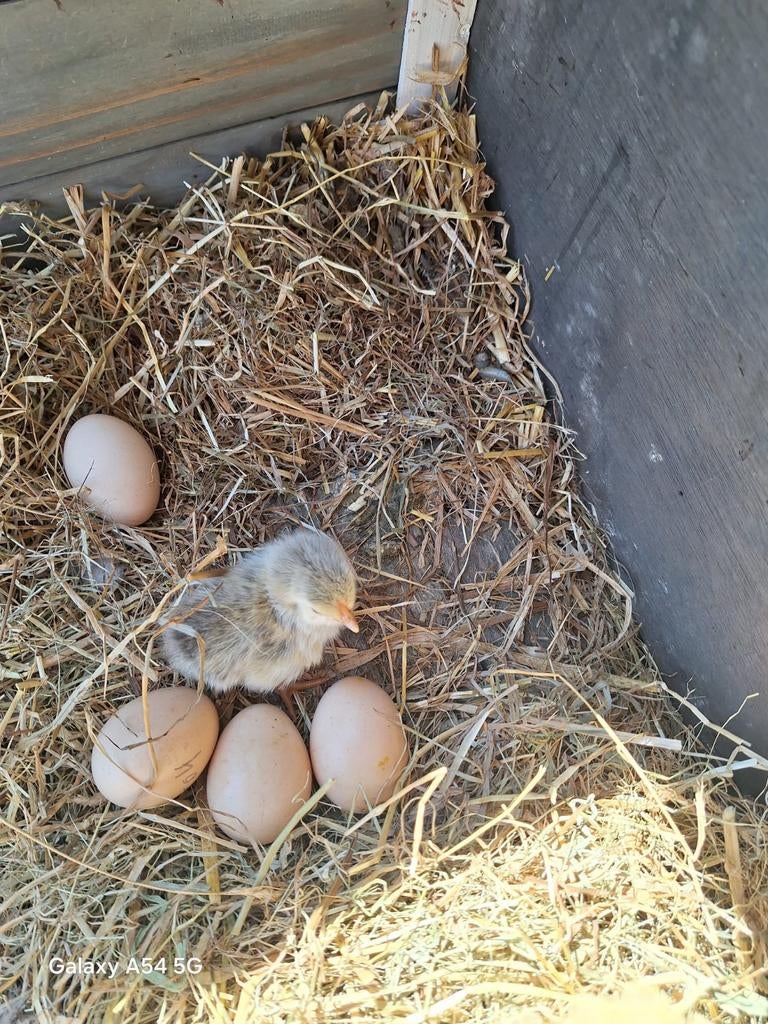 Wyandotte kriel kuikentjes, Dieren en Toebehoren, Pluimvee, Geslacht onbekend, Kip