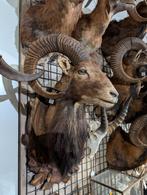 opgezet moeflon winkel borst preparaat hert taxidermie, Ophalen, Hert, Opgezet dier