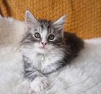 Superlief Maine Coon katertje 💙, Kater, Gechipt, 0 tot 2 jaar