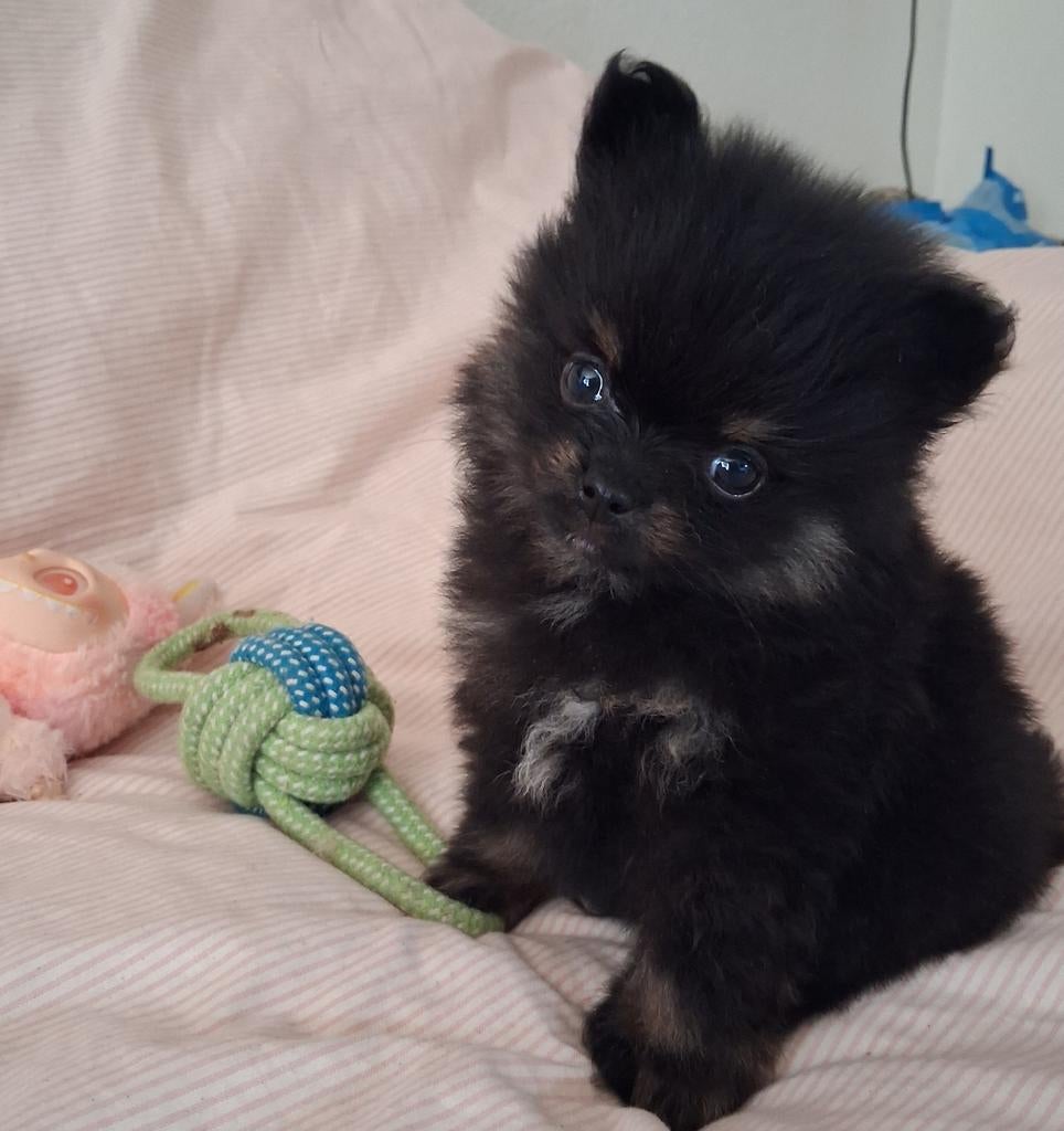 Lieve Pomeriaan pup mag bijna verhuizen!!, Overige rassen, 8 tot 15 weken, Teef, Eén hond