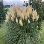 Cortaderia Seloana, Pampasgras, siergras met kwantum korting, Ophalen of Verzenden, Vaste plant