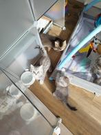 Brisekorthaar kittens, Dieren en Toebehoren, Katten en Kittens | Raskatten | Korthaar, Meerdere dieren, Ontwormd
