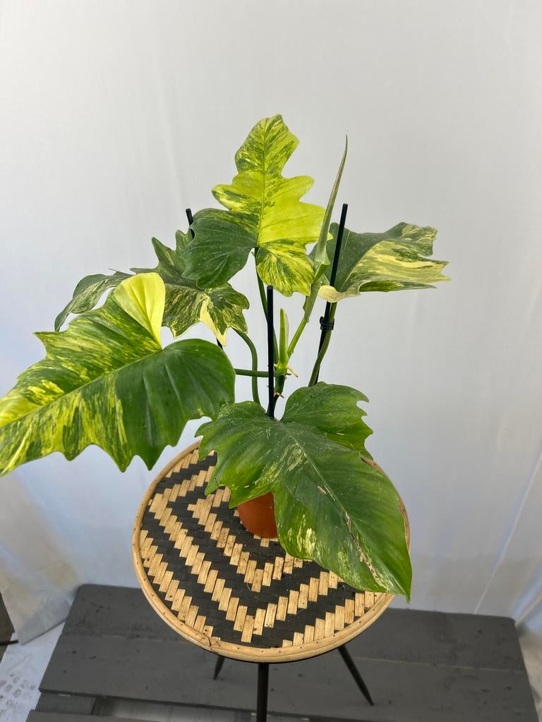 Philodendron Florida Beauty X Mayoi - Zeldzame kamerplant, Vaste plant, Ophalen of Verzenden, Bloeit niet, Halfschaduw