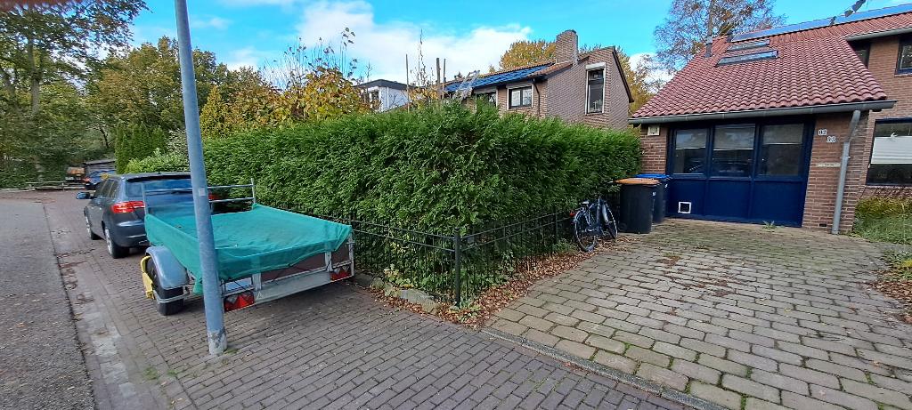 Gratis 16 m coniferenhaag, Ophalen, Conifeer, Haag, 100 tot 250 cm