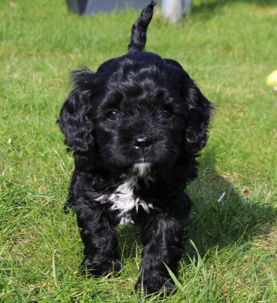 Cavapoo pups, Dieren en Toebehoren, Honden | Niet-rashonden, Klein, Meerdere dieren, Fokker | Professioneel, Meerdere, Nederland