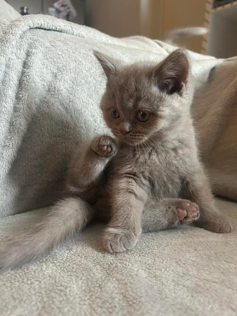 Prachtige Britse korthaar kittens, Dieren en Toebehoren, Katten en Kittens | Raskatten | Langhaar, Poes, Ingeënt, 0 tot 2 jaar