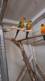 Zonparkiet, Meerdere dieren, Parkiet, Geringd