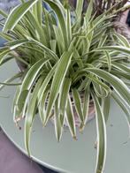 Rotan mand met plant, Ophalen of Verzenden, Bloeit niet, Overige soorten, Halfschaduw