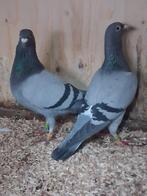 Te koop koppel jo en Florian Hendriks, Meerdere dieren, Overige soorten