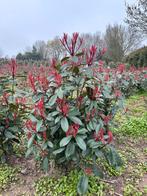 Photinia Red Robin Glansmispel - Diverse Maten, Overige soorten, Volle zon, Vaste plant, Ophalen of Verzenden