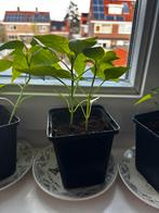 Paprika en spaanse peper plantjes, Tuin en Terras, Planten | Tuinplanten, Ophalen, Eenjarig, Groenteplanten, Volle zon