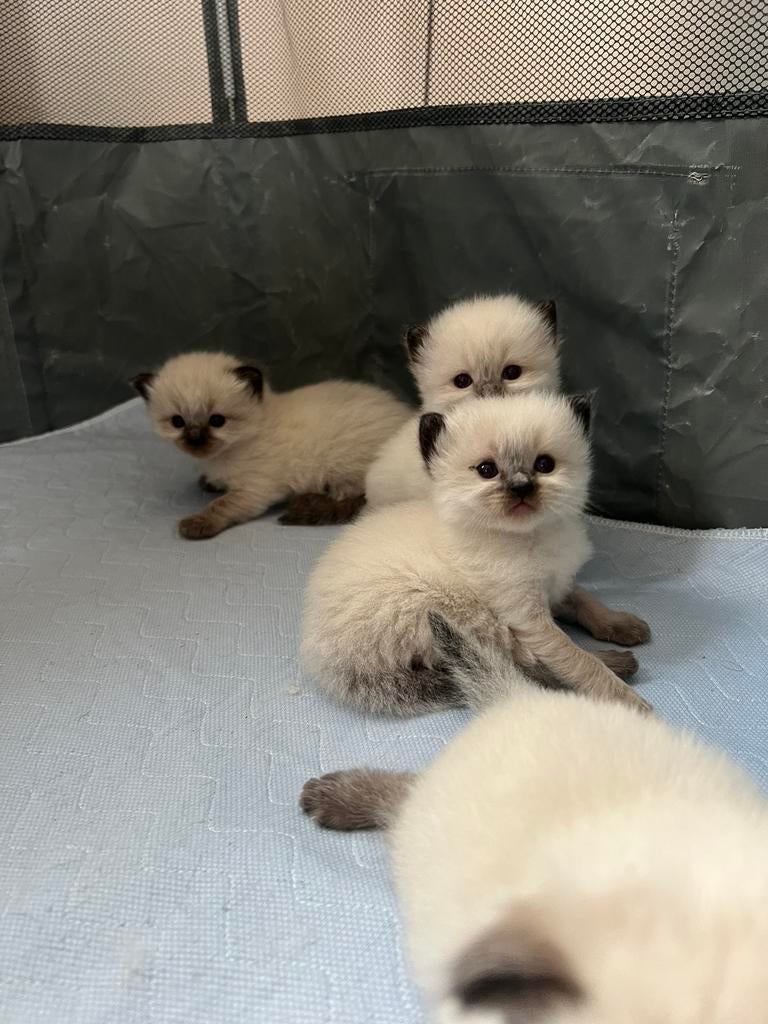 Prachtige ragdoll kittens sealpoint, Dieren en Toebehoren, Katten en Kittens | Raskatten | Langhaar, Meerdere dieren, Ontwormd