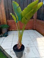 Strelitzia Reginac, Ophalen