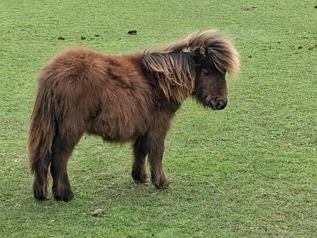 Shetlander hengstje, Dieren en Toebehoren, Hengst, Onbeleerd, A pony (tot 1.17m), 0 tot 2 jaar
