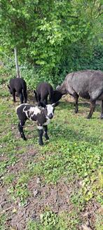 Schapen stellen schaap met Lammeren, Dieren en Toebehoren, Meerdere dieren, Schaap