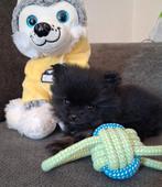 Mooi pomeriaan teefje te koop (let op lees advertentie goed), Overige rassen, 8 tot 15 weken, Teef, Eén hond